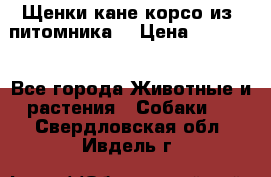 Щенки кане корсо из  питомника! › Цена ­ 65 000 - Все города Животные и растения » Собаки   . Свердловская обл.,Ивдель г.